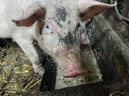 ПОРОСЯТА ЛАНДРАС