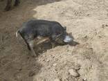 Поросята венгерской мангалицы - фото 3