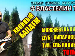 Посадка хвойных, уход за хвойным садом. Стрижка живой изгороди, стрижка туи Минск
