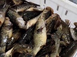 Постоянно куплю рыбу Ротан(головешка), большой объем