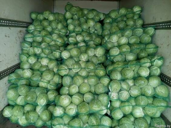 Капуста Оптом Купить Беларусь