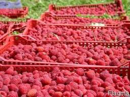 Предлагаем саженцы ремонтантной малины сорт Полка