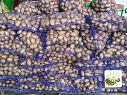 Продаем картофель продовольственный свежий