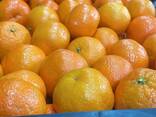 Продаем мандарины из Италии. - фото 2