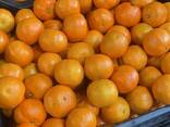 Продаем мандарины из Италии. - фото 5