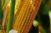 Продаем семена гибрида кукурузы , сорт 195 МВ,