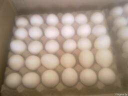 Продаем яйцо куриное категорий С0, С1, С2 и Д0, Д1, Д2