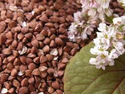 Продаем зерно гречихи на переработку 80 тн, цену предлагайте, готовы обсуждать