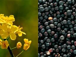 Продадим ячмень, овес рожь пшеница кукурза
