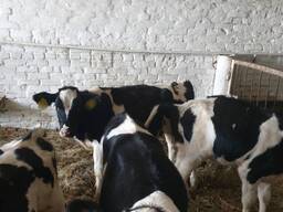 Продается молодняк КРС до 100 кг и до 150кг