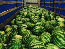 Продам арбуз сорта Топ-Ган! Оптом и мелким оптом!