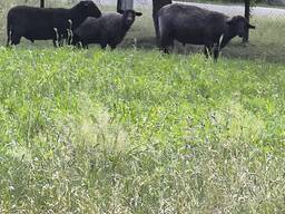 Продам баранов