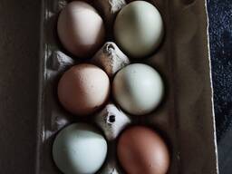 Продам домашнее куриное яйцо.