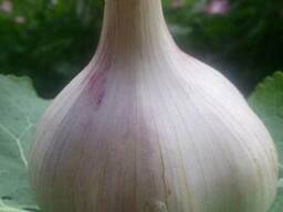 Продам домашний сортовой чеснок