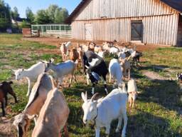 Продается КФХ, 67 км от Минска