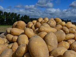 Продам картофель