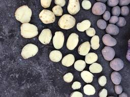 Продам картофель продовольственный из Беларуси
