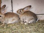 Продам кроликов разных возрастов - фото 5