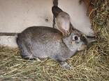 Продам кроликов разных возрастов - фото 6