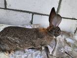 Продам кроликов разных возрастов - фото 8
