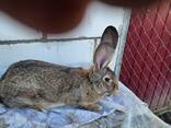 Продам кроликов разных возрастов - фото 10