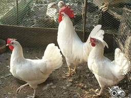 Продам Куры-несушки