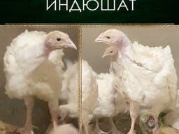 Продам месячных ИНДЮШАТ