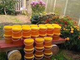 Продам натуральный лесной мед с личной пасеки