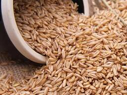 Продам овёс