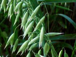 Продам овёс фуражный