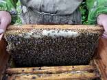 Продам пасеку - фото 3
