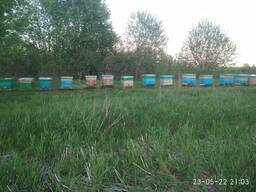 Продам пчелиные семьи, отводки.