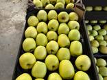 Продам польские яблоки. - фото 2
