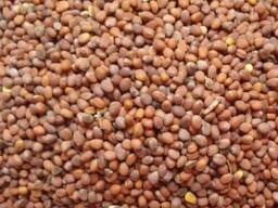 Редька масличная