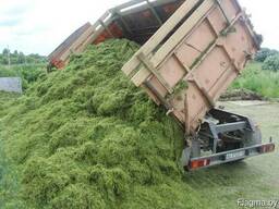 Зерно фуражное новый урожай