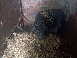 Продам свинью живым весом, хряка