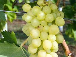Продам виноград зеленый сладкий