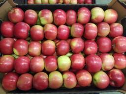 Продам Яблоки: Айдаред, Глостер, Хани Крисп, Голден. Урожай 2021. ОПТ