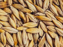 Продам зерно фуражное урожая 2025 г.