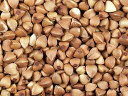 Продам семена гречихи сорта "Влада"