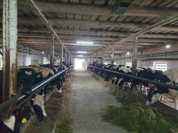 Продаются бычки КРС до 250 кг и выше