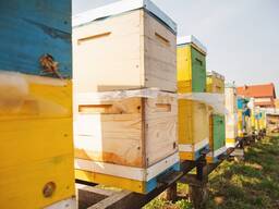 Продажа пчелиной пасеки