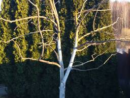 Профессиональная обрезка деревьев