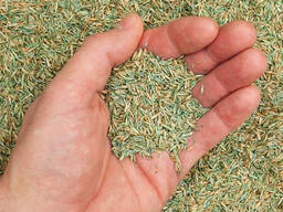 Профессиональные услуги по сушке и очистке семян многолетних трав