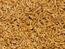 Пшеница 3-4 (урожай 2021)