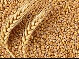 Закупка зерновых и Масличных культур - фото 1