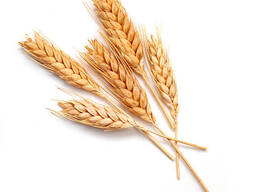 ПШЕНИЦА