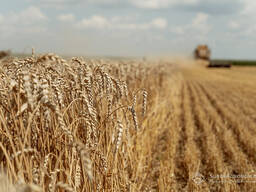 Пшеница