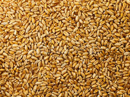 Пшеница