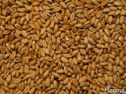 Пшеница фуражная